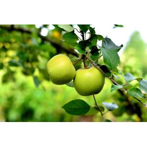 Jabloň domáca (Malus domestica) ´GRANNY SMITH´ - zimná, výška 250-330 cm, obvod kmeňa 6/8 cm, kont. C10L